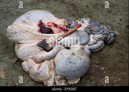 Interiora di elaborati di recente Scotttish Highland bovini da carne Foto Stock