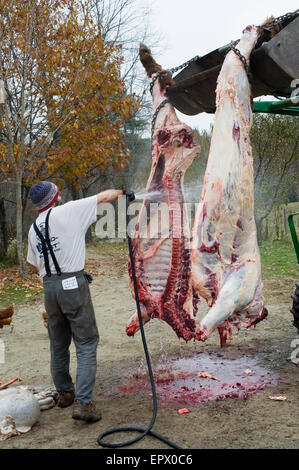 Agricoltore biologico lavaggi off localmente sollevate e raccolte Scottish Highland beef cow Foto Stock