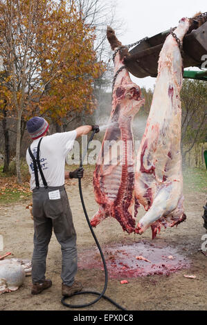 Agricoltore biologico lavaggi off localmente sollevate e raccolte Scottish Highland beef cow Foto Stock