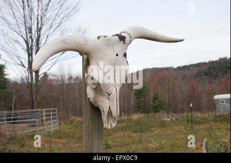 Cranio di bull appeso sul post Foto Stock