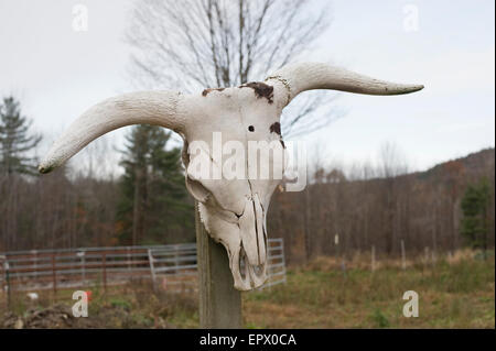 Cranio di bull appeso sul post Foto Stock