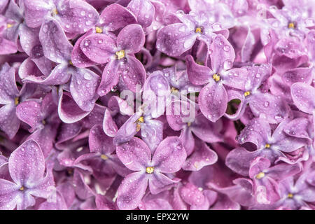 Molla fiori lilla con gocce d'acqua. La natura dello sfondo. Fiori di colore rosa Foto Stock