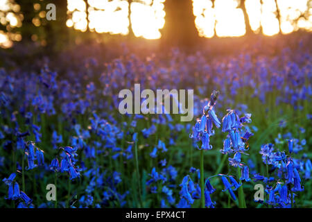 Bluebell Wood al tramonto in Lancashire, Inghilterra Foto Stock