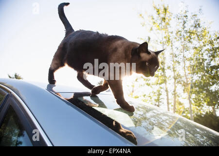 Gatto sul tetto auto Foto Stock