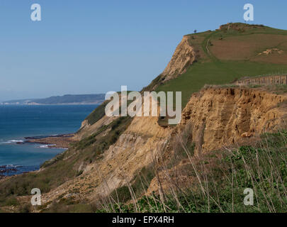 La costa del Dorset vicino Eype verso Seatown, REGNO UNITO Foto Stock