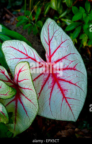 Immagine di caladium bicolor. presi in brooksville, Florida, Stati Uniti d'America Foto Stock