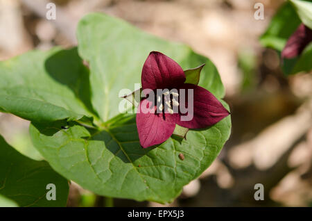 Red trillium fioritura in primavera Foto Stock