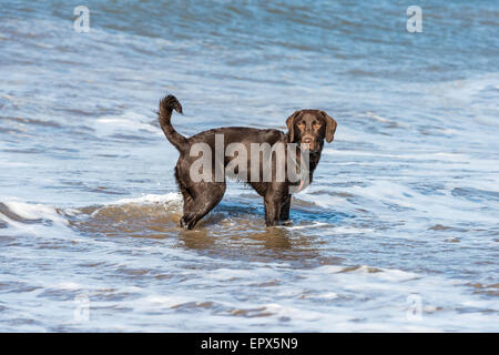 Il cioccolato Labrador in mare sulla spiaggia di Sandsend Beach, Whitby, North Yorkshire, Regno Unito Foto Stock