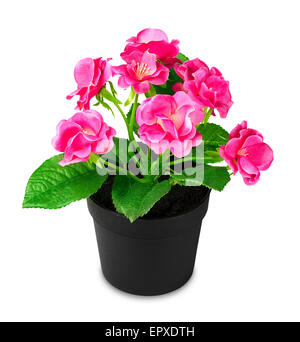 Fiore rosa su sfondo bianco Foto Stock