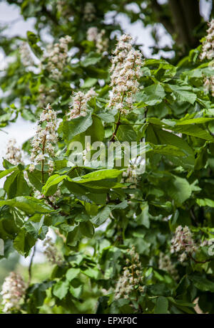 close up of blossom on tree in springtime in the UK Foto Stock