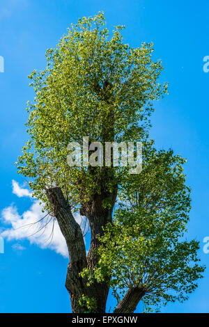 Vecchio Poplar Tree in bloom contro lo sfondo del cielo blu. Nuvola Bianca e il pioppo bianco lana in aria Foto Stock