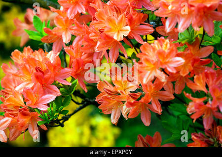 Fioritura Azaleum azalea mollis Foto Stock