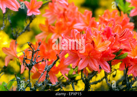 Fioritura Azaleum azalea mollis Foto Stock