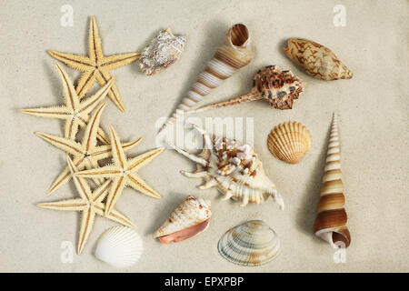 Conchiglie di mare e Starfishes sulla sabbia Foto Stock