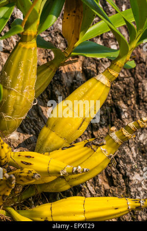 Orchid che cresce su un albero, Chiang Rai, Thailandia Foto Stock