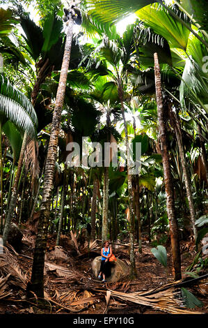 Donna seduta sotto le palme di Coco de Mer nella Vallée de Mai Riserva Naturale parco dell'Isola di Praslin. Seicelle Foto Stock