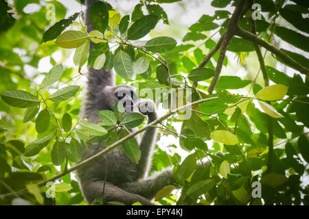 Un gibbone Javan (Hylobates moloch, gibbone argenteo) che foraging in Gunung Halimun Salak National Park a West Java, Indonesia. Foto Stock