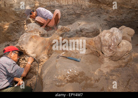 Fachroel Aziz, professore di ricerca in paleontologia vertebrata (con berretto da baseball rosso), sta lavorando durante uno scavo a Blora, Indonesia. Foto Stock