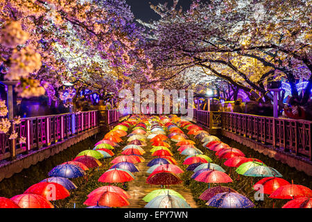 Di notte fiori ciliegio in Busan, Corea del Sud. Foto Stock