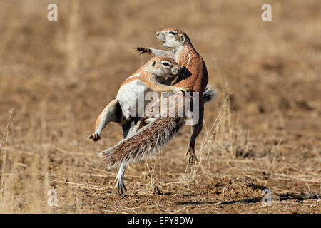 Due gli scoiattoli di terra (Xerus inaurus) giocando, deserto Kalahari, Sud Africa Foto Stock