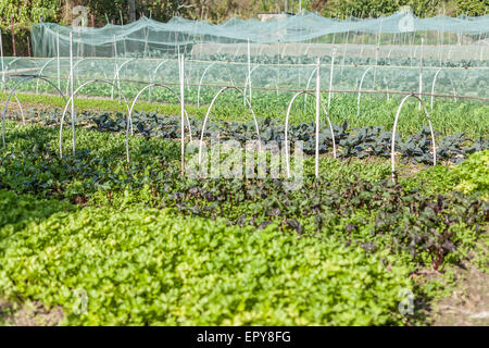 Terreni agricoli in Hong Kong Foto Stock