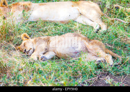 Carino LION CUB dorme sul retro dopo il pasto Foto Stock