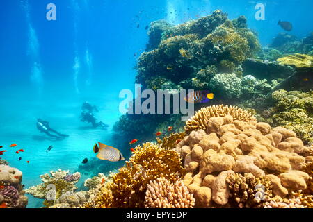 Mar Rosso - vista subacquea a subacquei e la barriera corallina, Marsa Alam, Egitto