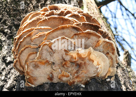 Tree funghi che crescono su una corteccia Foto Stock