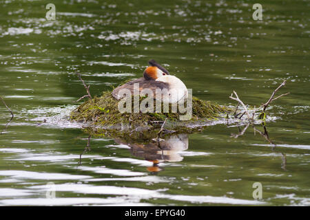 Svasso maggiore seduto sul suo nido Foto Stock