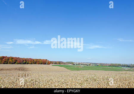 Campo di grano mietuto in una giornata autunnale Foto Stock