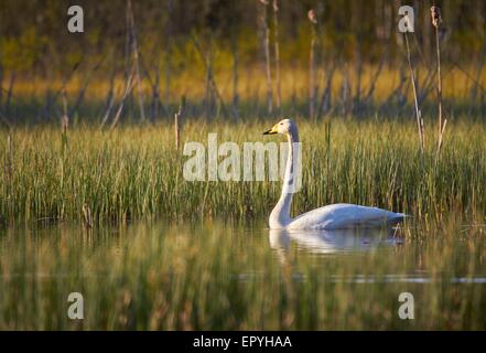 Swan nuotare nel lago in Finlandia in primavera. Bella serata luce del tramonto. Foto Stock