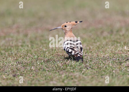 Upupa, Upupa epops, Polgigga, Cornwall, Regno Unito Foto Stock