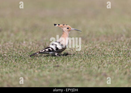 Upupa, Upupa epops, Polgigga, Cornwall, Regno Unito Foto Stock