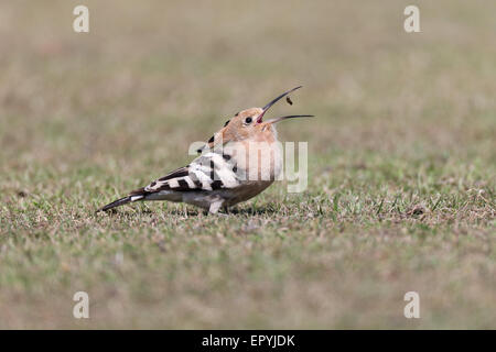 Upupa, Upupa epops, Polgigga, Cornwall, Regno Unito Foto Stock