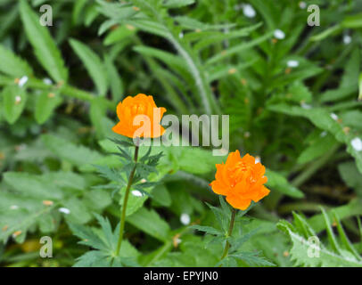 Trollius. Può fiorire fiori da giardino. Globe flower o Trollius. Foto Stock