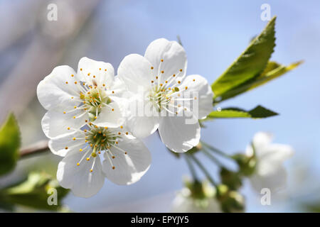 Fioritura primaverile di ciliegio. Petali in un fiore ciliegio Foto Stock