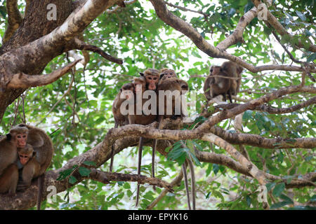 Toque macaque, Macaca sinica, scimmie, Polonnaruwa, Nord provincia centrale, Sri Lanka, Asia Foto Stock