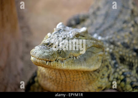 Coccodrillo del Nilo Foto Stock