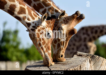 Baringo le giraffe Foto Stock