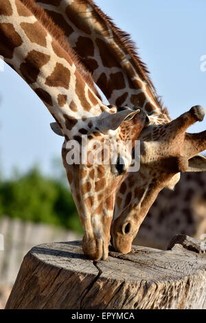 Baringo le giraffe Foto Stock