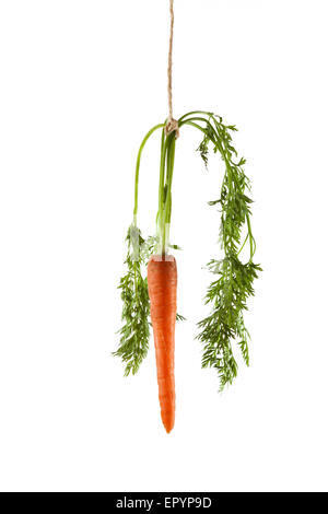 La carota appesa su una stringa su uno sfondo bianco come un concetto di motivazione Foto Stock