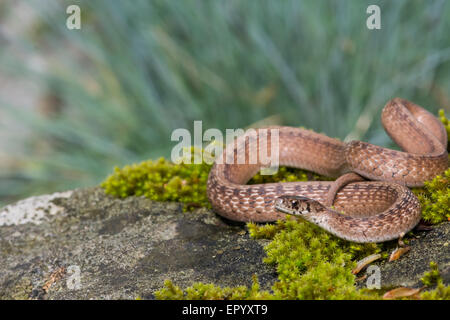 Snake Marrone crogiolarvi al sole su una roccia di muschio. Foto Stock