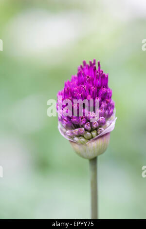Allium hollandicum 'viola sensazione' in un giardino inglese. Foto Stock
