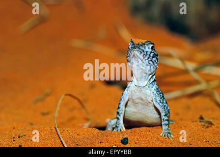 Lizard sulla sabbia arancione Foto Stock