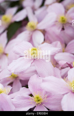 La clematide montana crescono nel giardino. Foto Stock