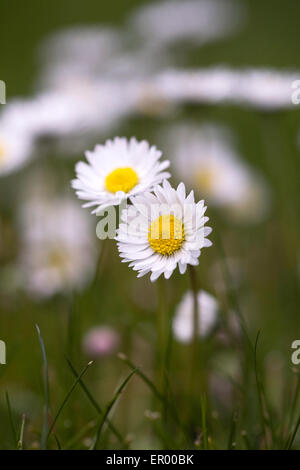 Bellis perennis. Margherite nel giardino. Foto Stock