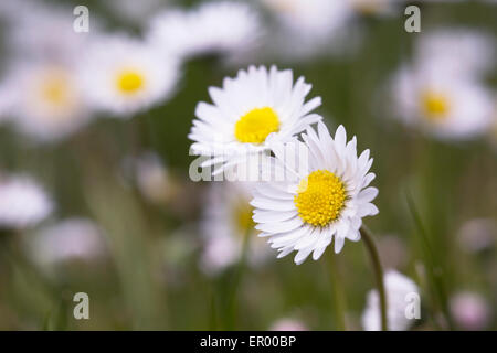 Bellis perennis. Margherite nel giardino. Foto Stock