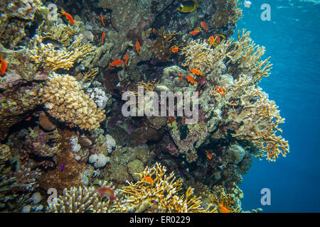 Scuola di anthias - sea goldie Foto Stock