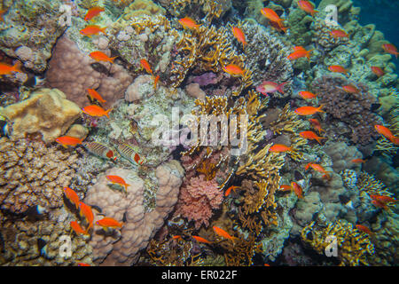 Scuola di anthias - sea goldie Foto Stock