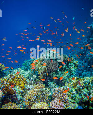 Scuola di anthias - sea goldie Foto Stock